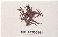 Philonotis mollis (Dozy et Molk.) Mitt. Collection Image, Figure 2, Total 20 Figures